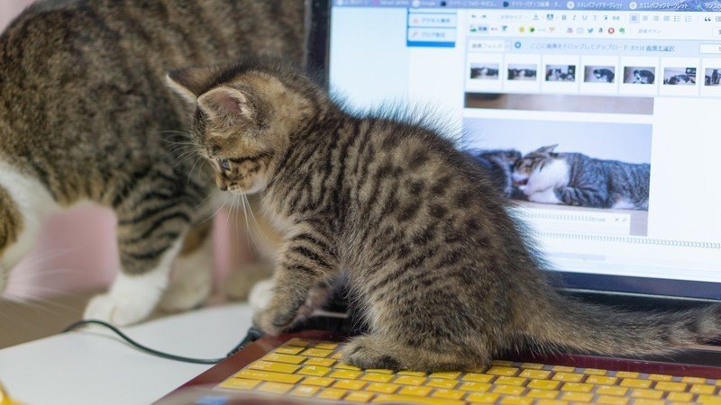 ノートパソコンの上に乗る猫