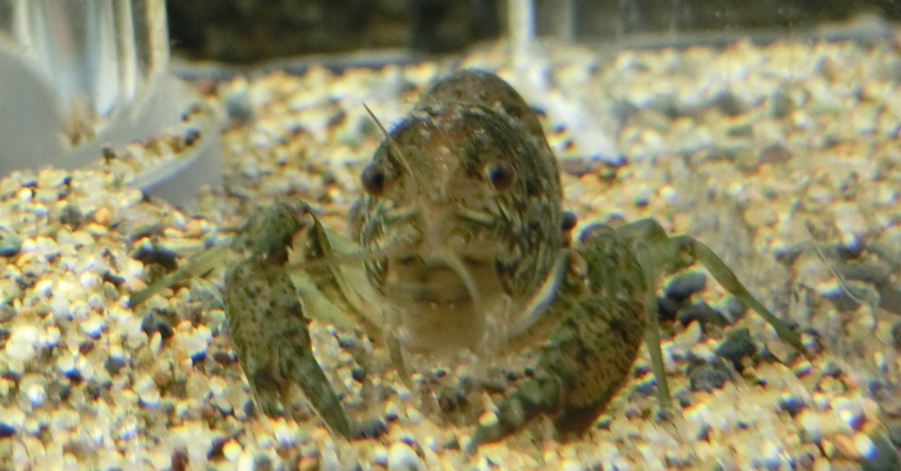 カティアの生き物調査隊 増殖するザリガニ カティア Note カティアの生き物調査隊 増殖するザリガニ カティア Note