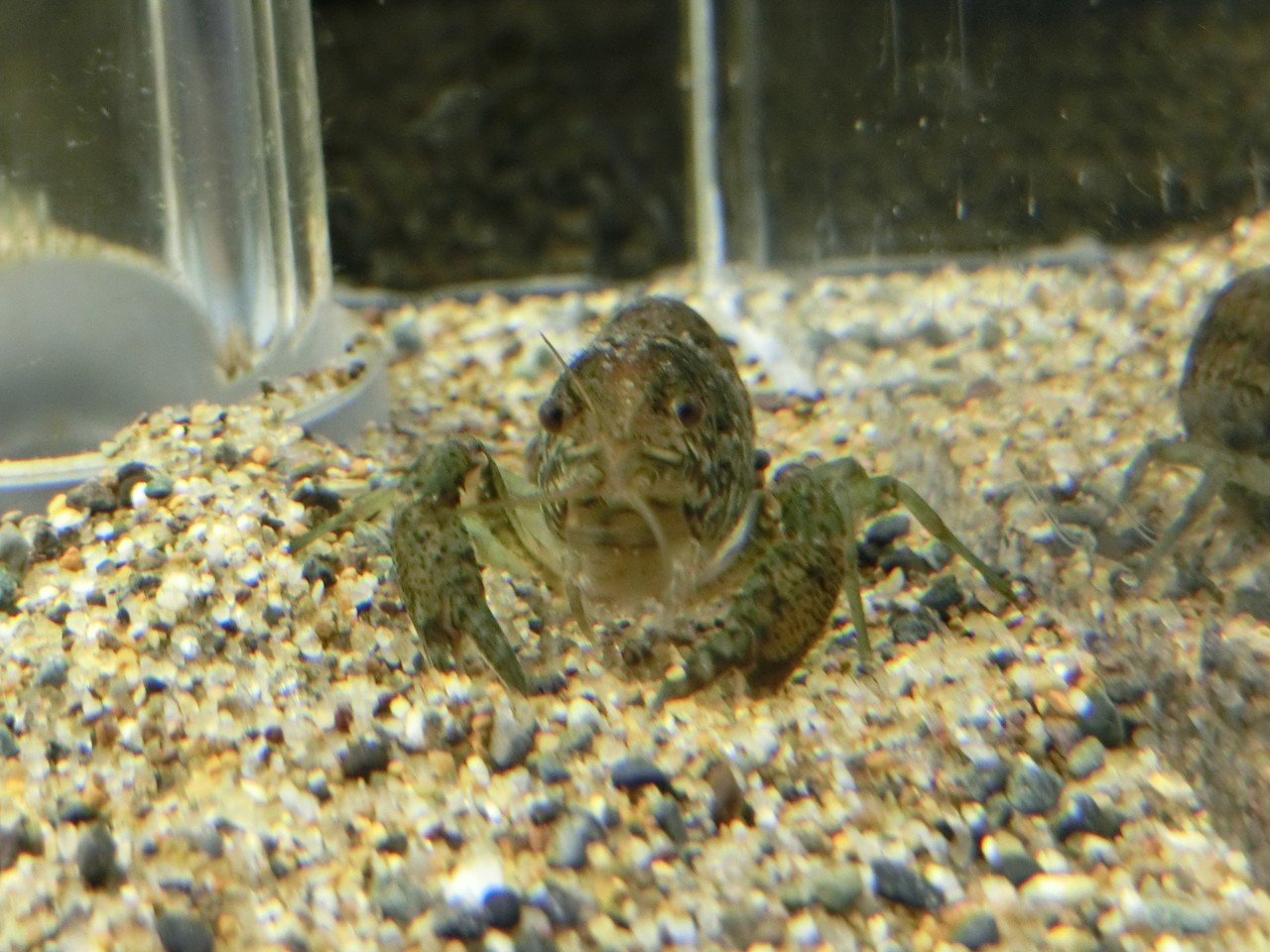 カティアの生き物調査隊 増殖するザリガニ カティア Note カティアの生き物調査隊 増殖するザリガニ カティア Note