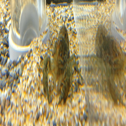 カティアの生き物調査隊 増殖するザリガニ カティア Note