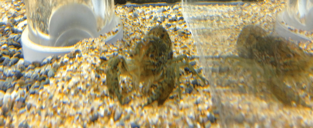 カティアの生き物調査隊 増殖するザリガニ カティア Note カティアの生き物調査隊 増殖するザリガニ カティア Note