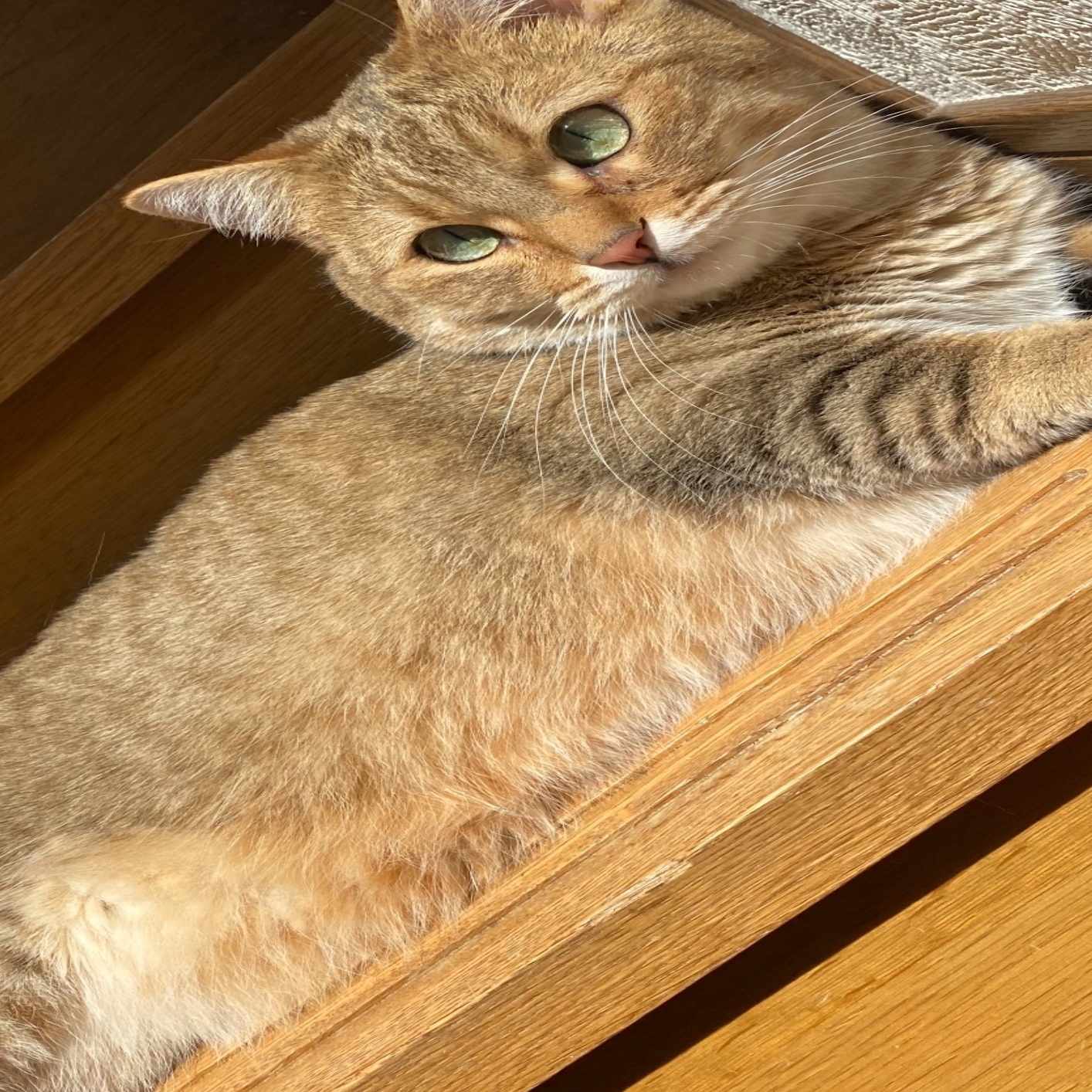 愛猫家 猫アレルギーとの戦い まさ Note 愛猫家 猫アレルギーとの戦い まさ Note