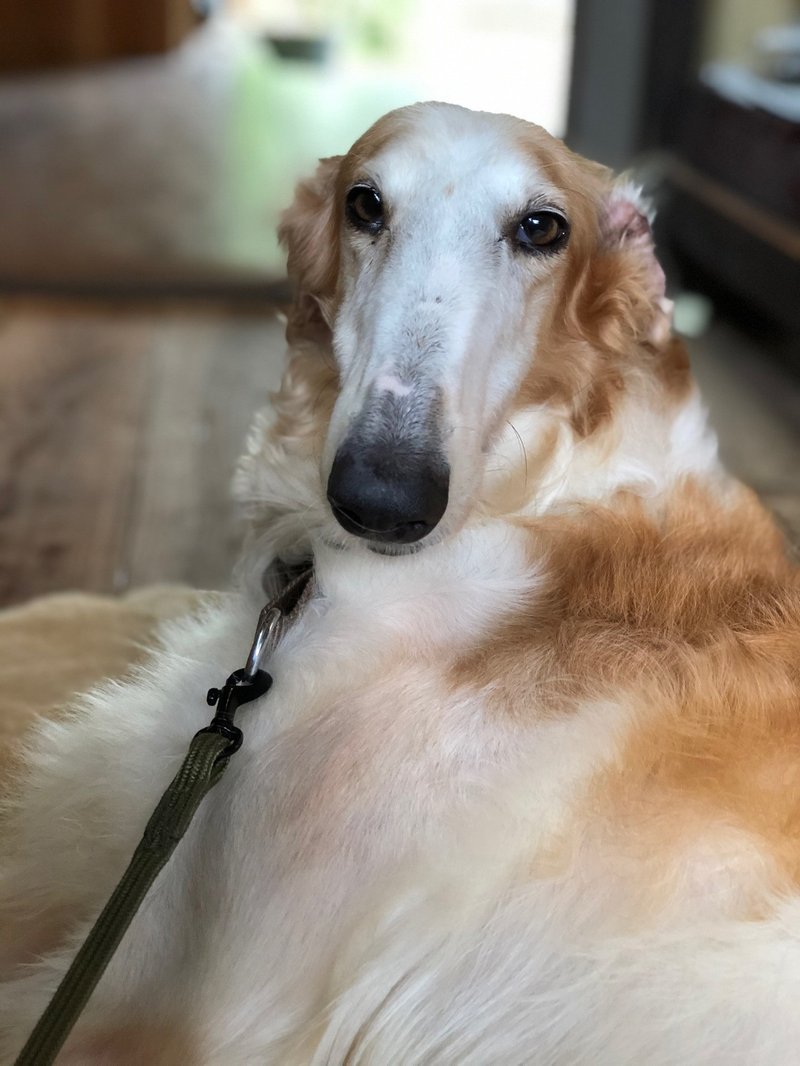 犬の置物に恋をした 保護犬さくらとの日々 古橋真理子 海辺のうつわや Note 犬の置物に恋をした 保護犬さくらとの日々 古橋真理子 海辺のうつわや Note