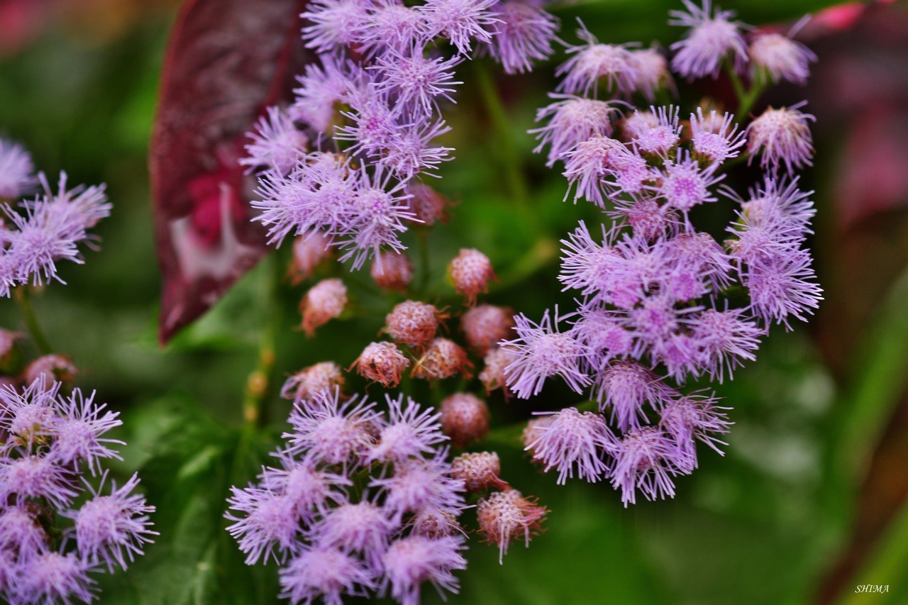 アゲラタムと西洋フジバカマ しま Note