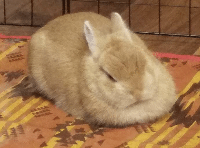 週刊うさぎニュース 箱座り 10 21 なおや Note