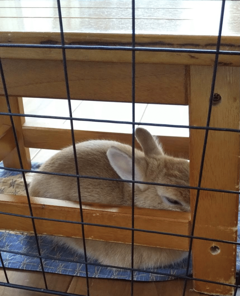 週刊うさぎニュース 箱座り 10 21 なおや Note