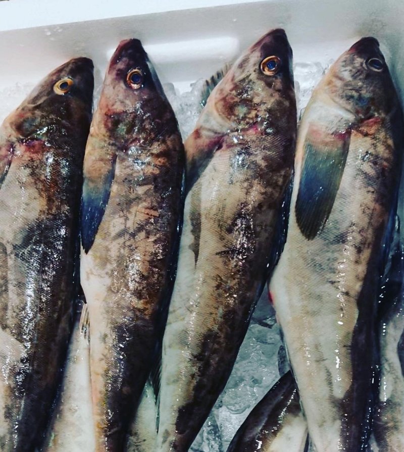 新潟 佐渡沖のホッケ 𩸽 鮮魚通販 魚が来る 魚が来る 明日 新潟から 鮮魚通販 Note
