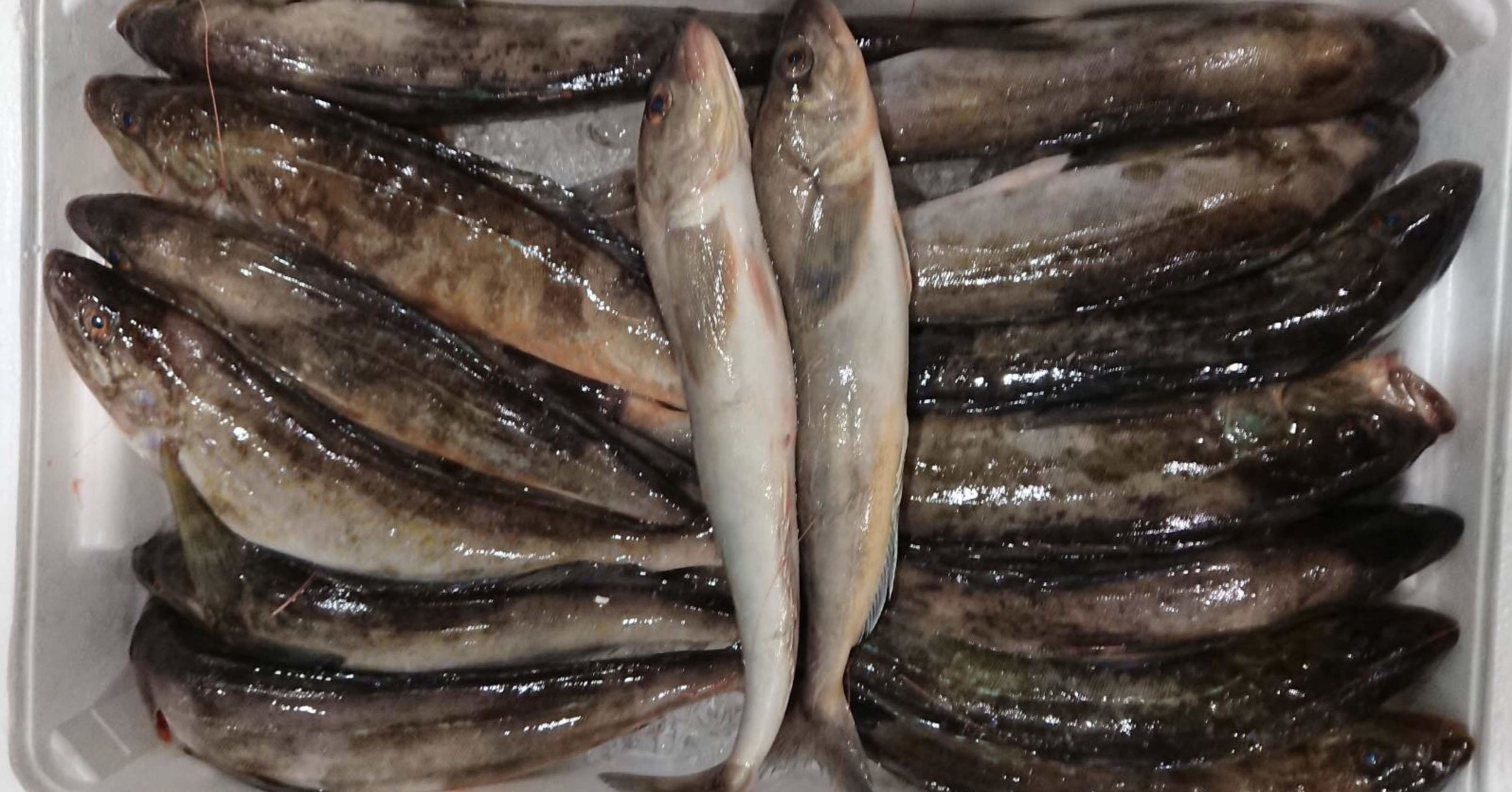 新潟 佐渡沖のホッケ 𩸽 鮮魚通販 魚が来る 魚が来る 明日 新潟から 鮮魚通販 Note