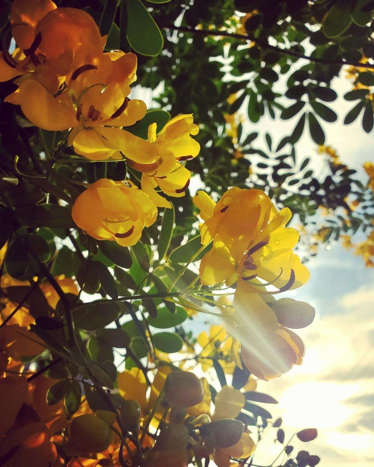 おはよーございます。

爽やかな秋空朝。
シュイシュイと吹く風に揺れ踊る黄色い子たち。
あ、ワタシの今日の服の色とオソロ。
ではワタシもちょっと揺れておきます。

佳い一日を。


#sky #autumn #flower #love #moritaMiW #空 #秋 #モクセンナ #佳い一日の始まり