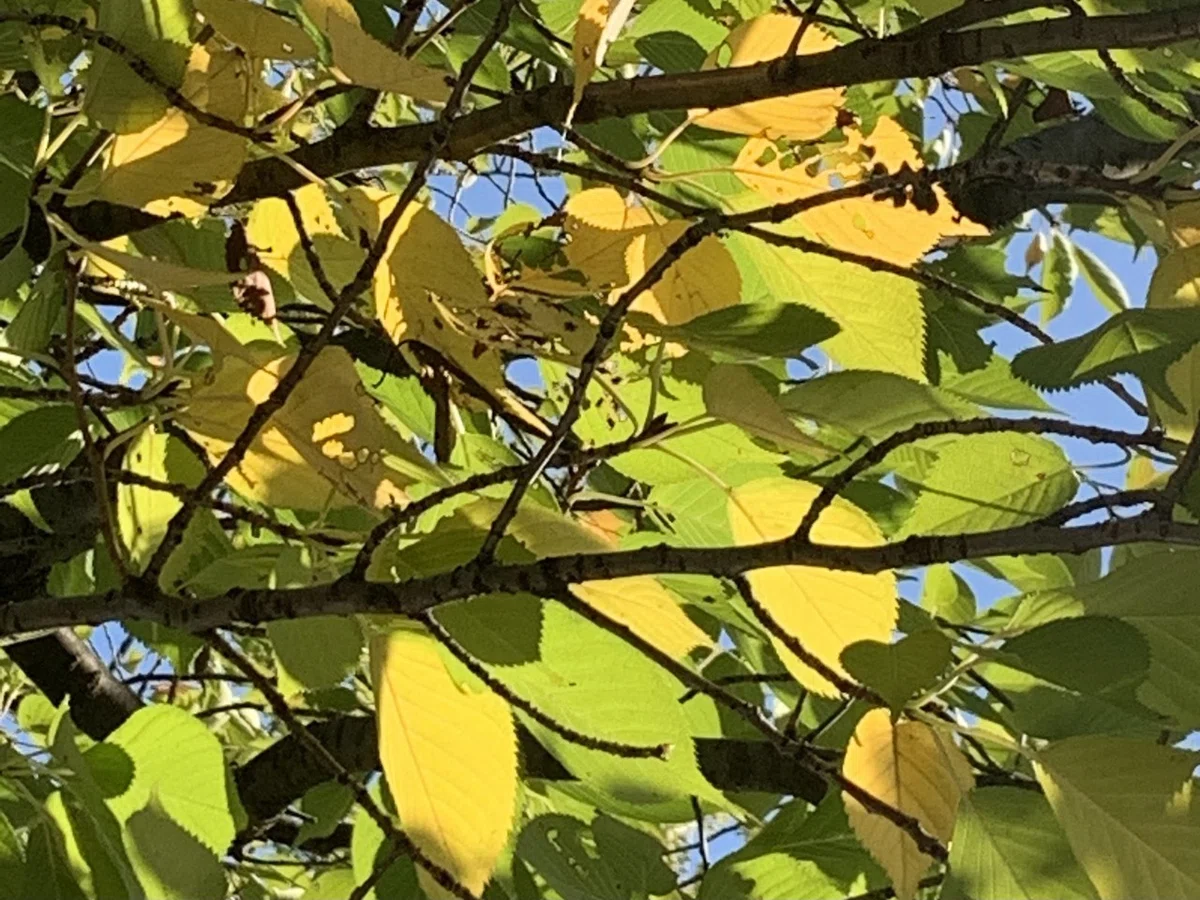 画像8