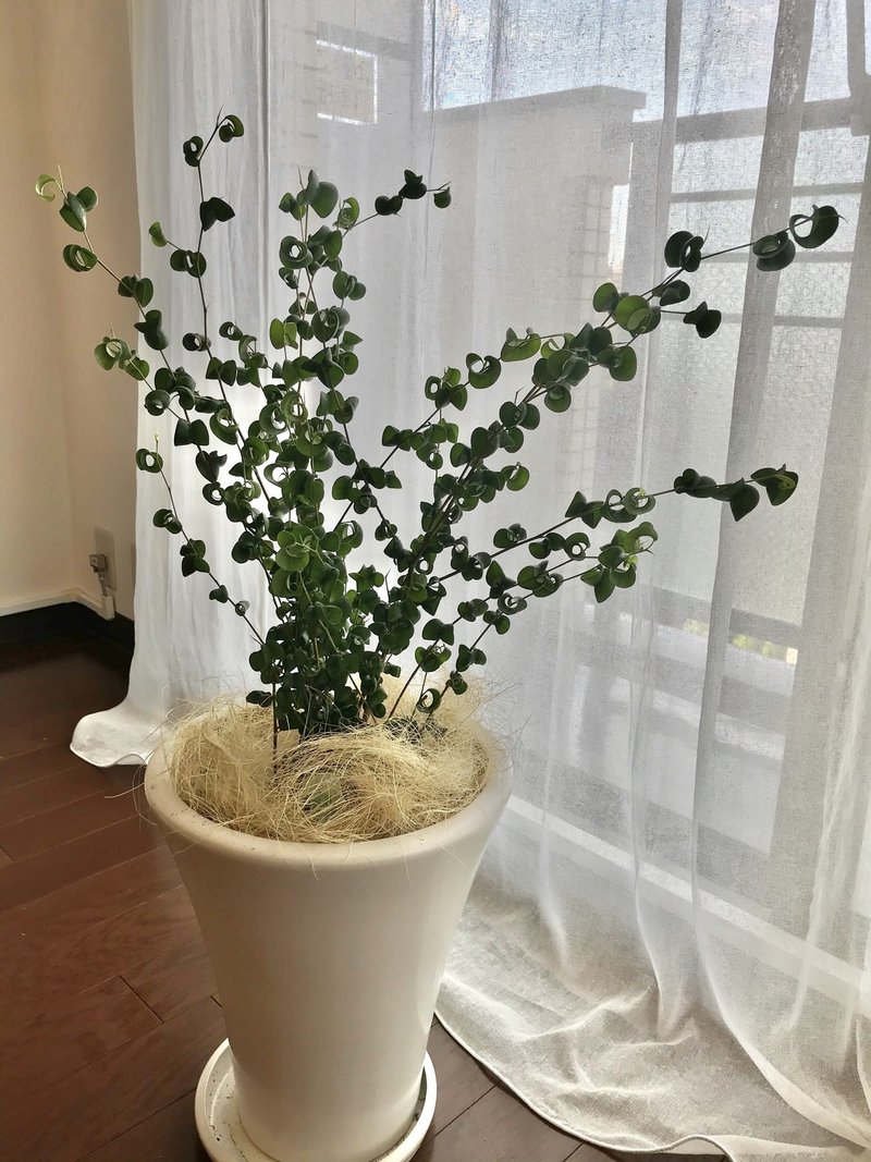 観葉植物の育て方に苦戦中 Lee Love Life Note