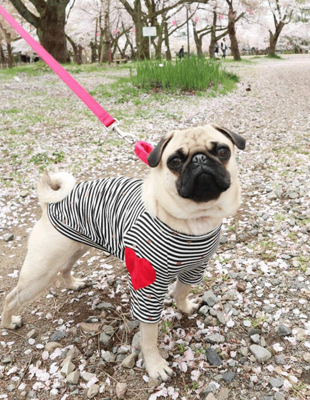 動物に興味がなかったのに ペットのパグを溺愛するようになった理由 いい部屋ペット いい部屋ネット 公式 Note 動物に興味がなかったのに ペットのパグを溺愛するようになった理由 いい部屋ペット いい部屋ネット 公式 Note