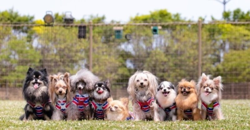人気のミックス犬ベスト3 犬の飼い主サポートのplam Note
