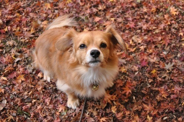 人気のミックス犬ベスト3 犬の飼い主サポートのplam Note