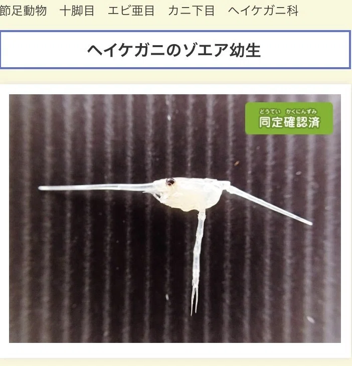 画像6