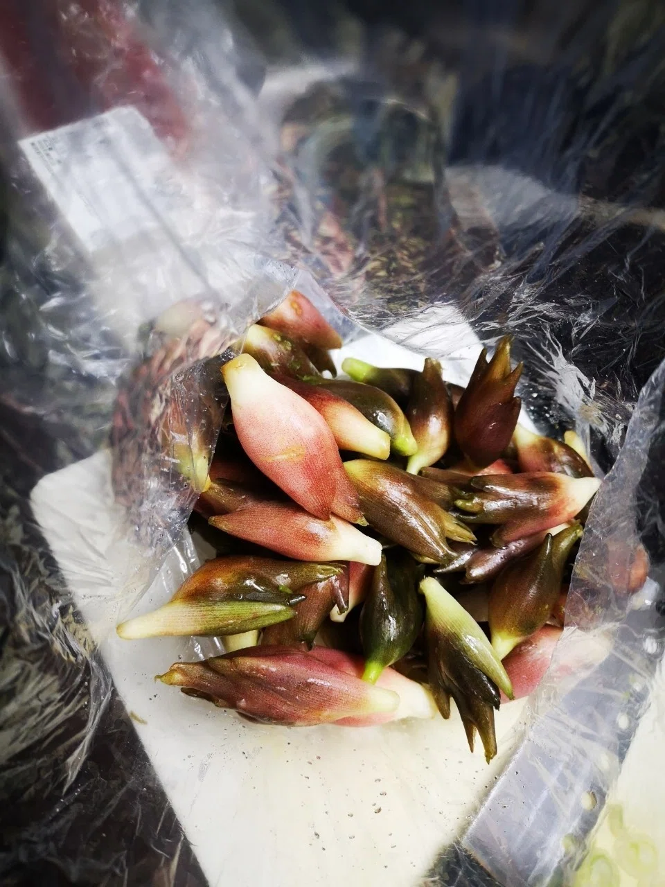 暮瀬堂日記 茗荷の子 をゝさわ英幸 Note