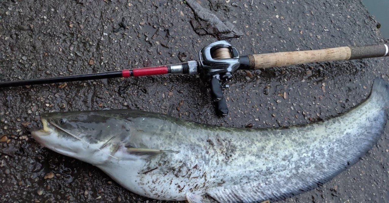 怪魚ハンター の新着タグ記事一覧 Note つくる つながる とどける