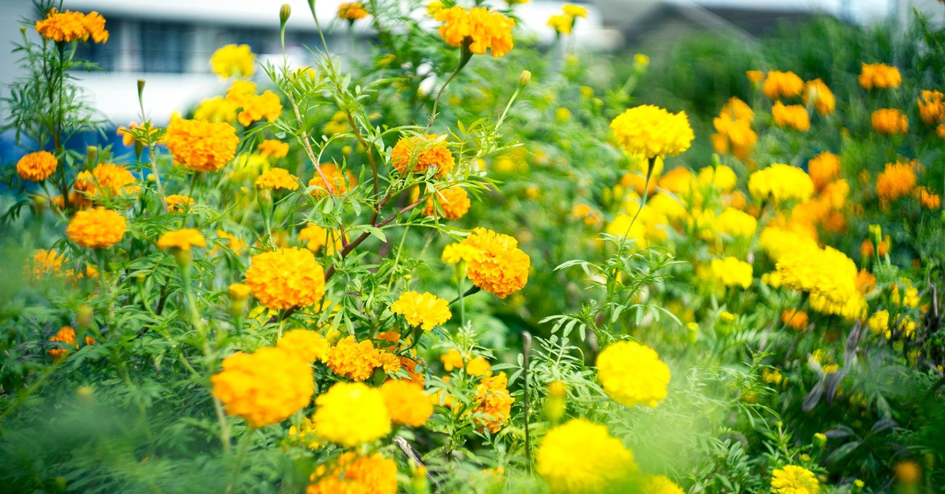 インスタで話題のぐるぐるボケレンズを買ってみた。｜kiyokari43