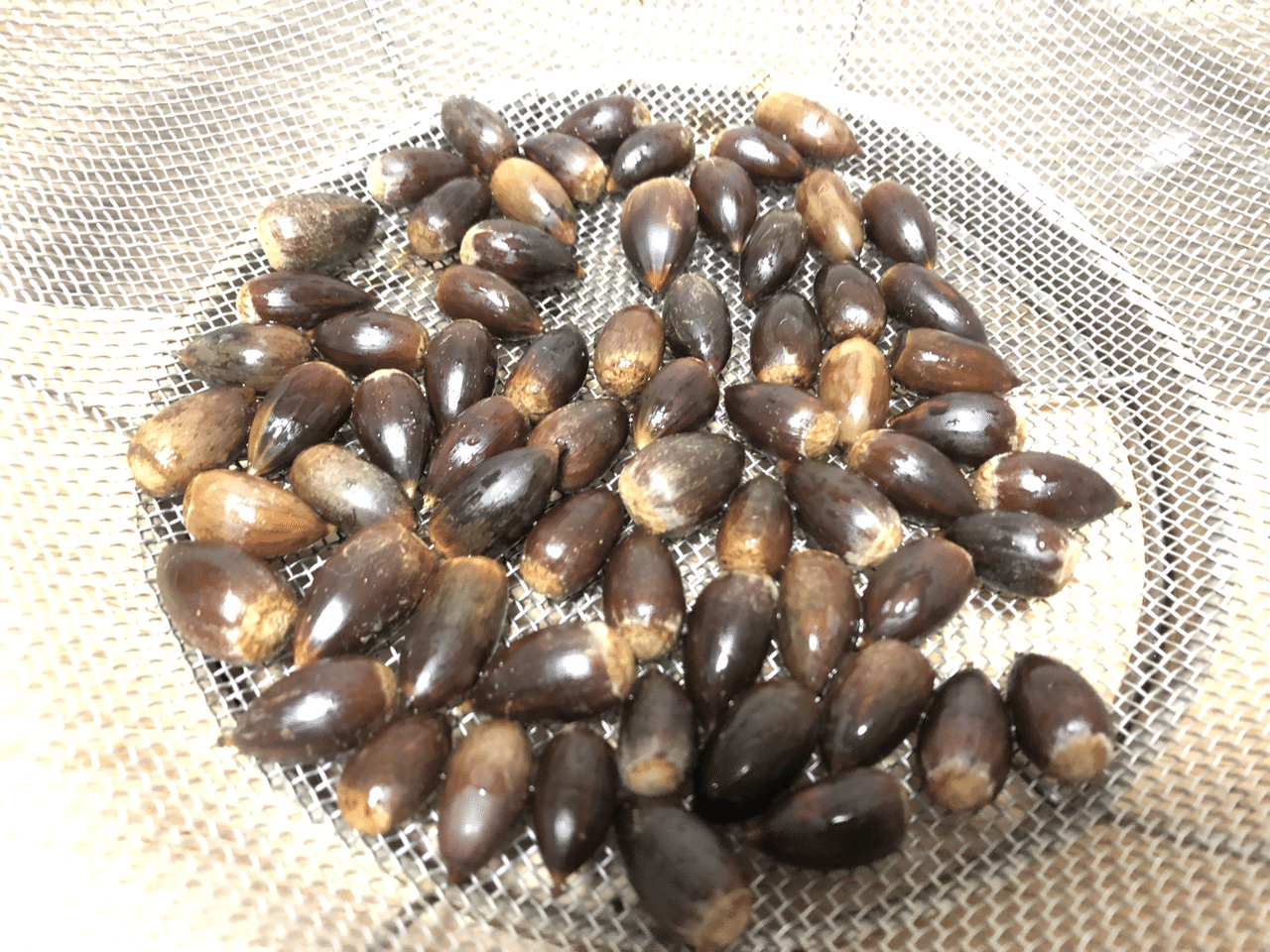 椎の実を食べてみた えんさい Note 椎の実を食べてみた えんさい Note