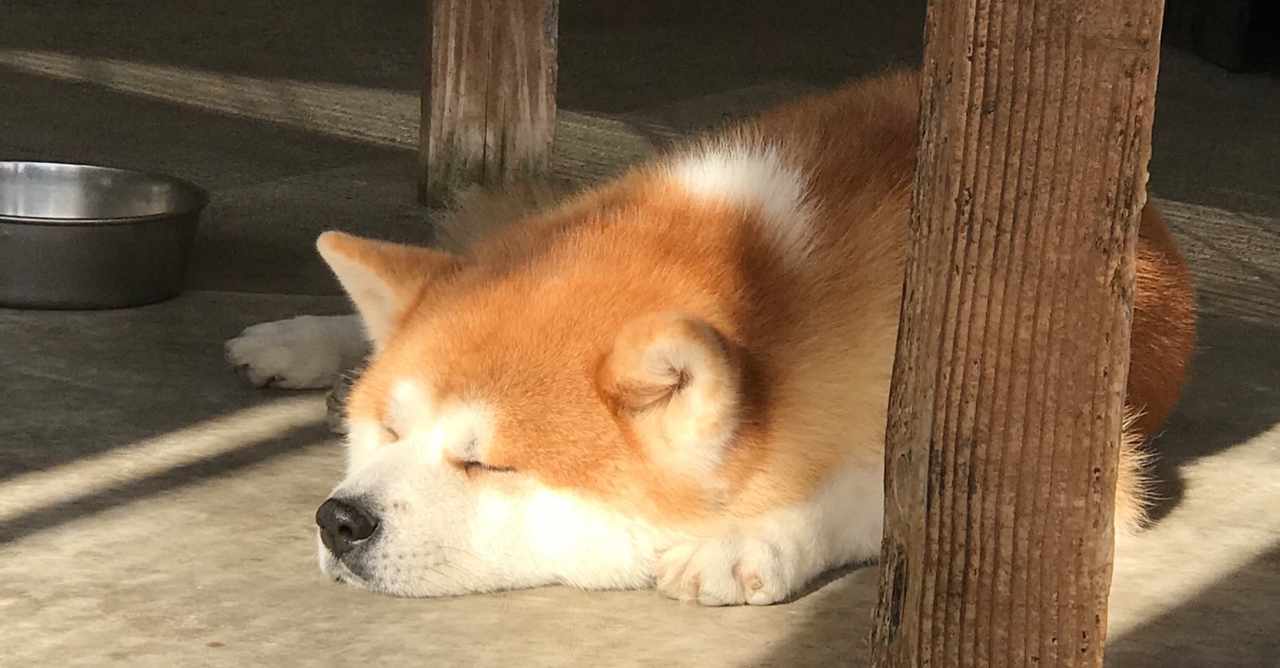 秋田犬 の新着タグ記事一覧 Note つくる つながる とどける