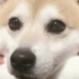 チャンピオンズリーグ Cl を無料視聴する方法 柴犬総理 難病の治療法を探す者 フォロワー募集中 Note