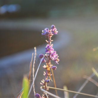 おぺんぺん Note おぺんぺん Note