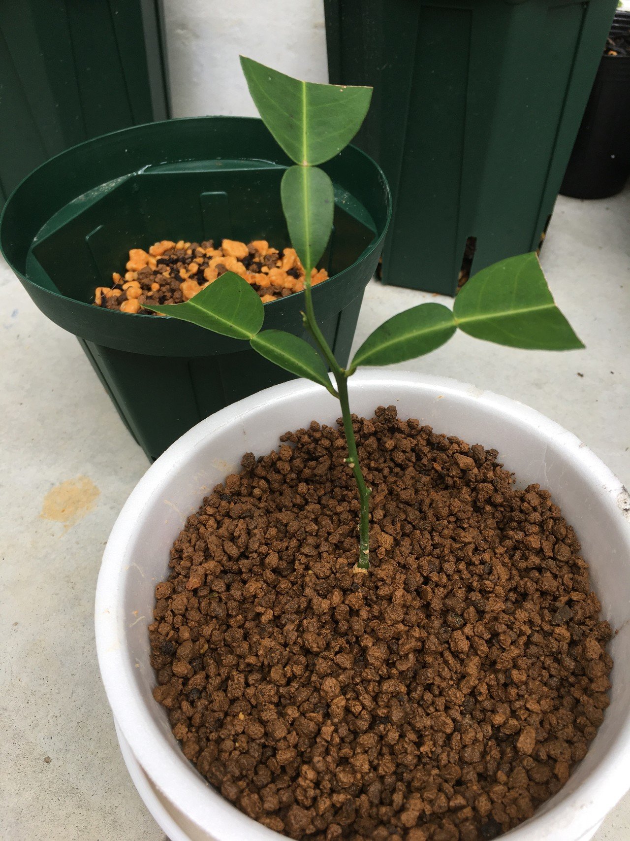 挿し木の柚子の鉢上げ2 和花奈の種から栽培 Note 挿し木の柚子の鉢上げ2 和花奈の種から栽培 Note