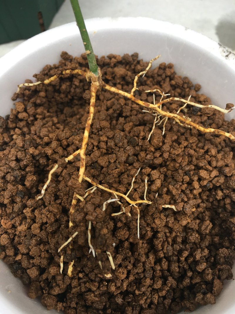 挿し木の柚子の鉢上げ2 和花奈の種から栽培 Note