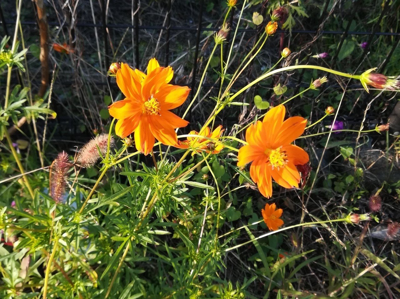 死ぬほど嫌いな花の話 むしとり日記 Note 死ぬほど嫌いな花の話 むしとり日記 Note