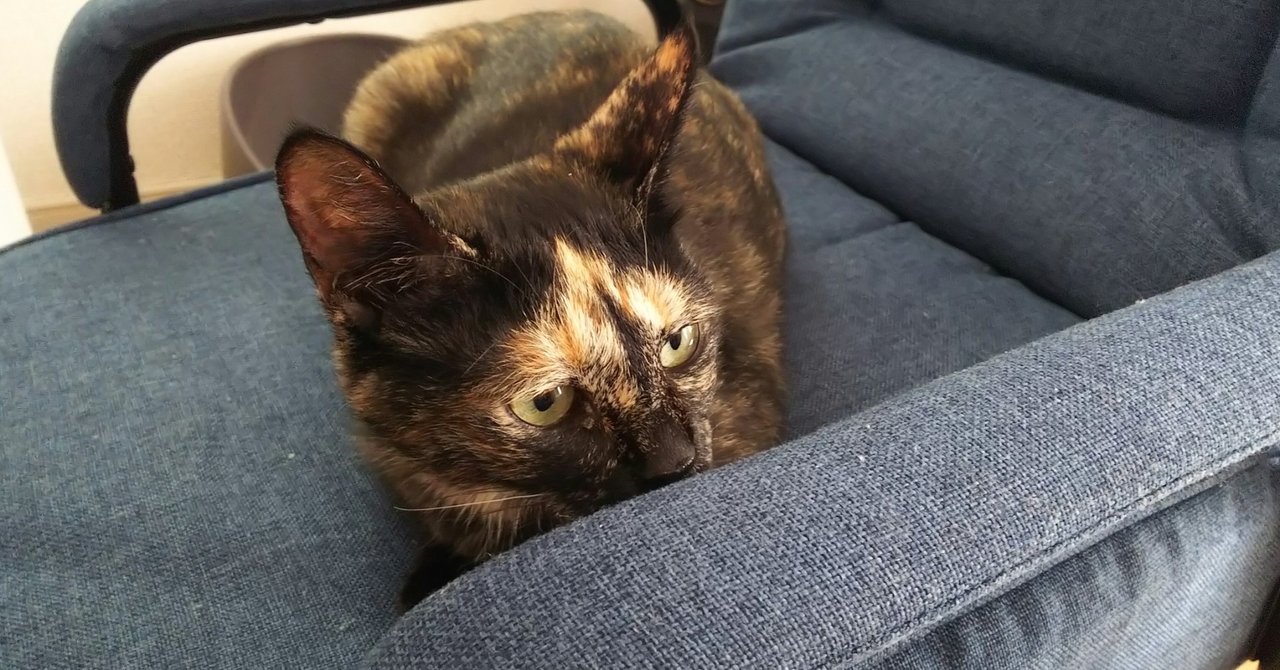 保護猫を引き取った話 鈴木捧 Note