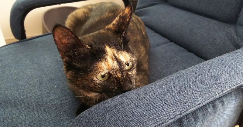 保護猫を引き取った話 鈴木捧 Note