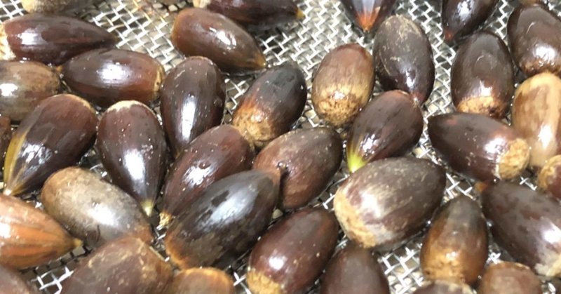 椎の実を食べてみた えんさい Note