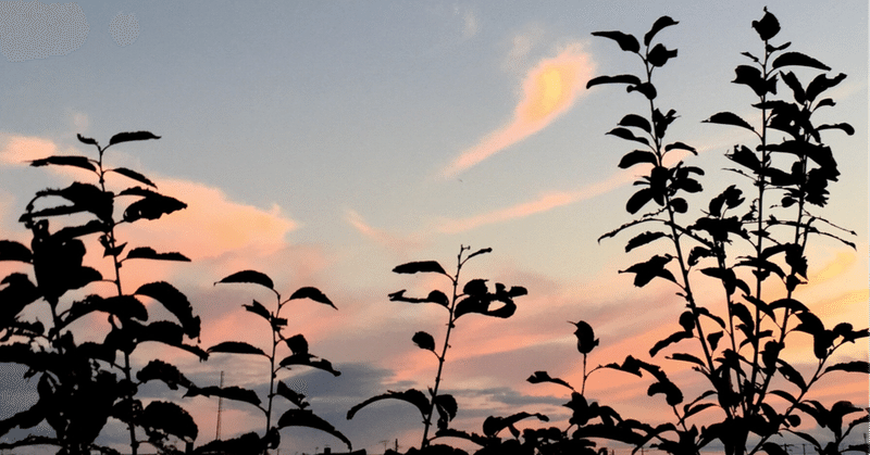 私が空気だったころ。