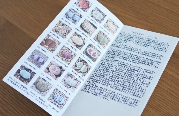 群仙園さんはリトープスも人柄も素晴らしかった話 まぁ Note 群仙園さんはリトープスも人柄も素晴らしかった話 まぁ Note