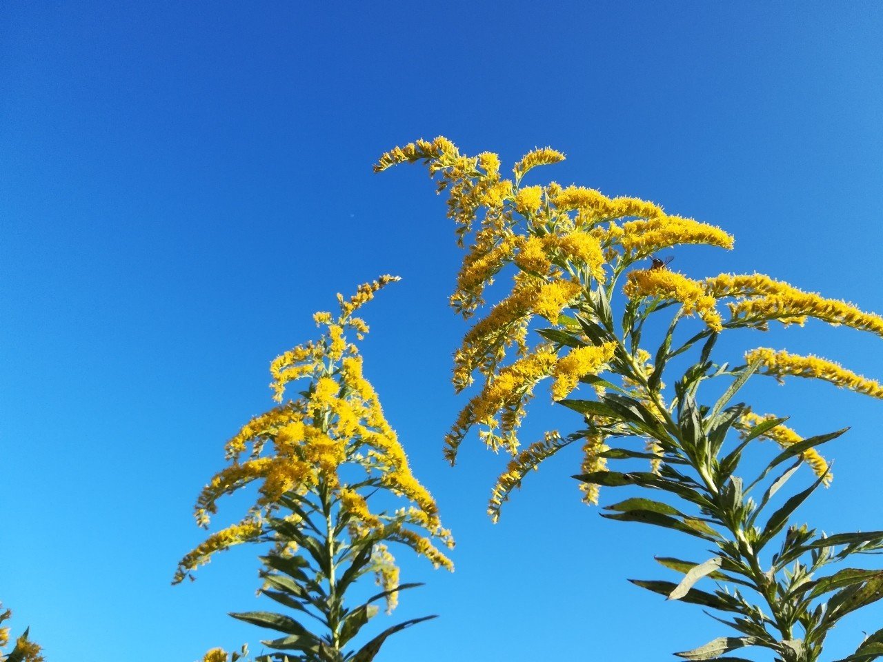 死ぬほど嫌いな花の話 むしとり日記 Note