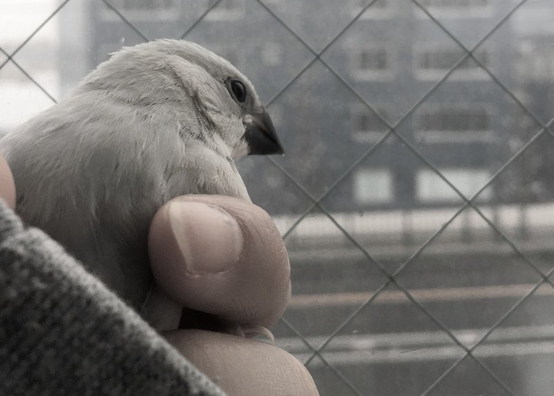 ウチの文鳥あるある 番の仲が悪い 中目黒土産店 Note