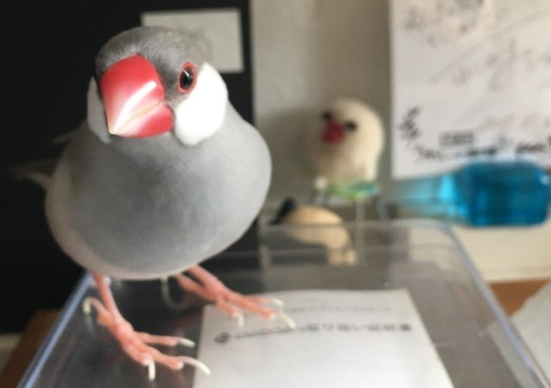 ウチの文鳥あるある 番の仲が悪い 中目黒土産店 Note