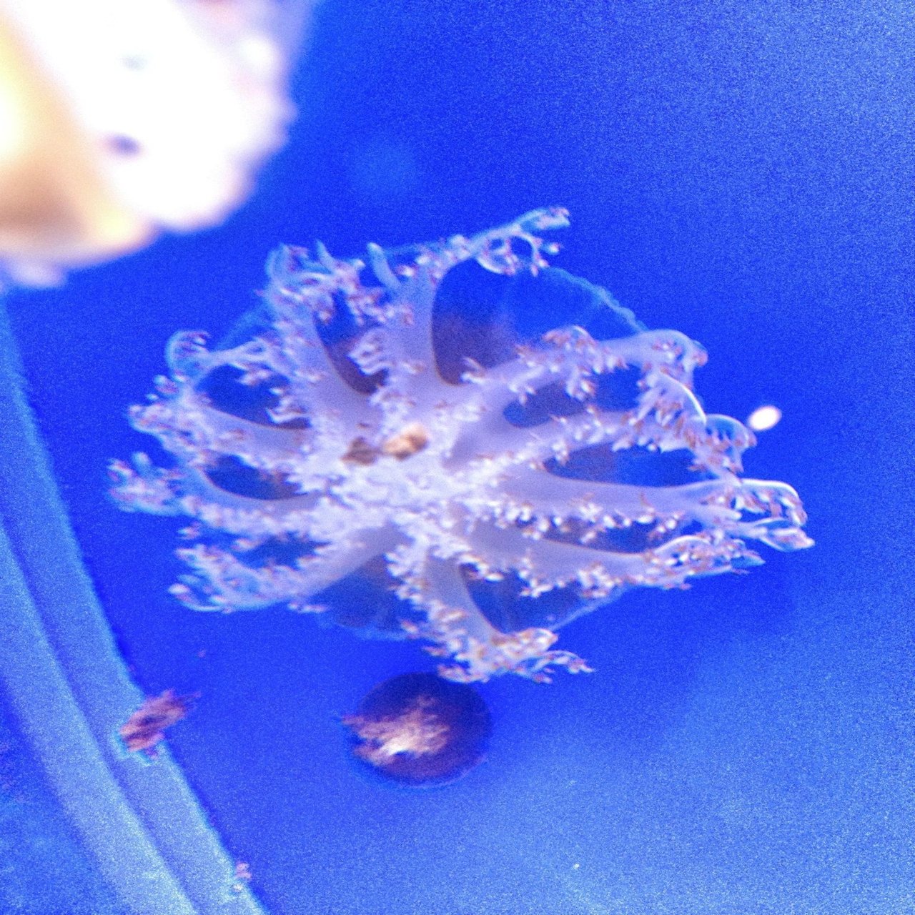 浴槽でクラゲを飼おうとした話。｜三川 夏代