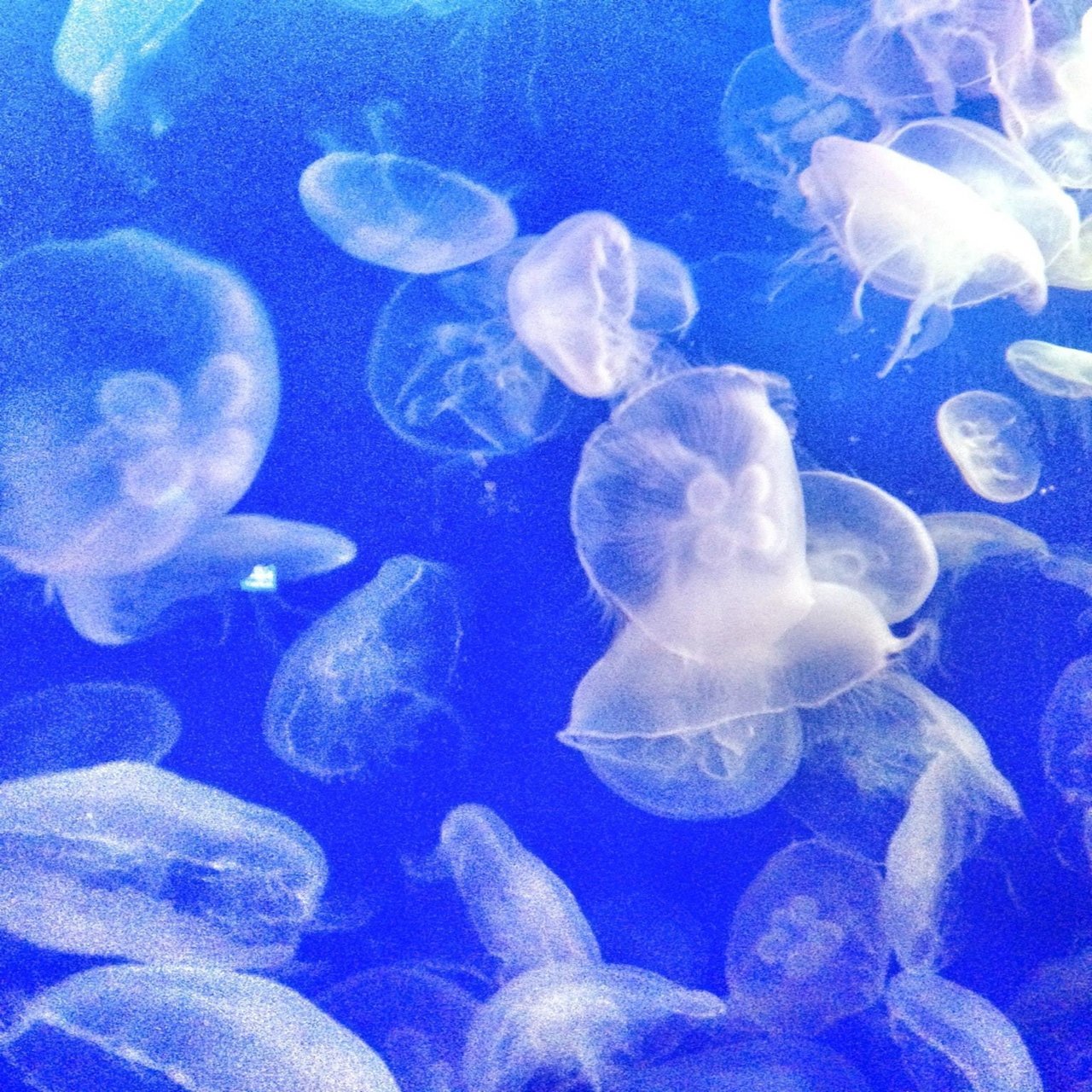 浴槽でクラゲを飼おうとした話。｜三川 夏代