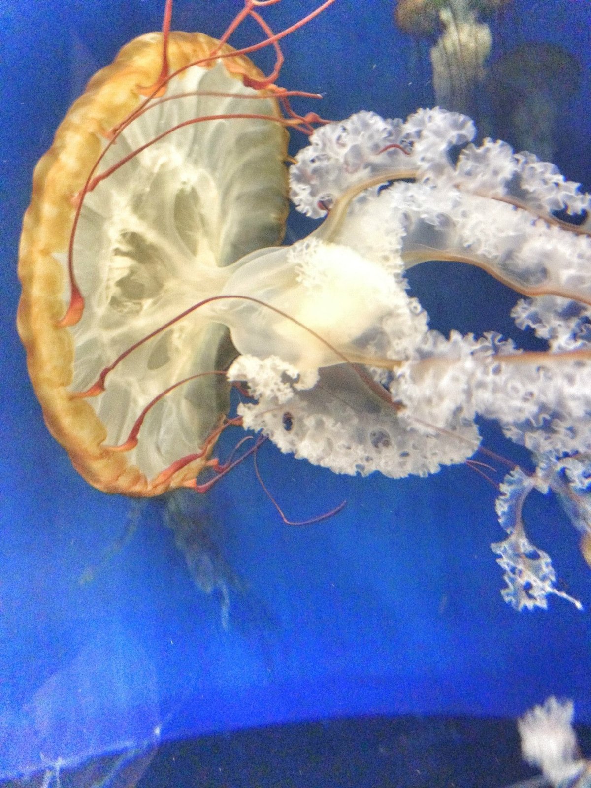 浴槽でクラゲを飼おうとした話。｜三川 夏代