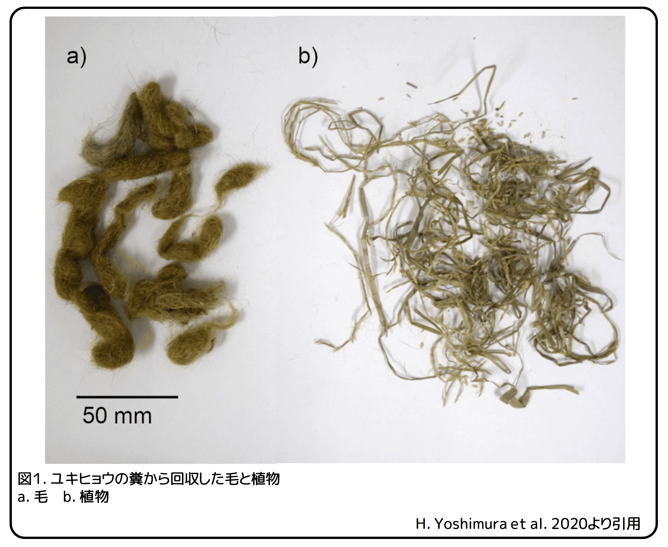 ユキヒョウの草食と毛玉 草を食べても毛玉は出ない 論文紹介 かわいせーざん 基礎研究っておもしろい 生物編 Note