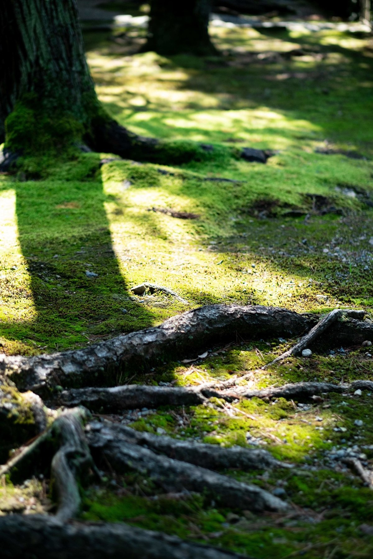 2020年10月20日大徳寺-6885