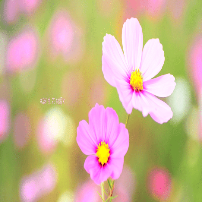 10月22日 誕生花は桃色秋桜 誕生花短歌 御子柴 流歌 Note