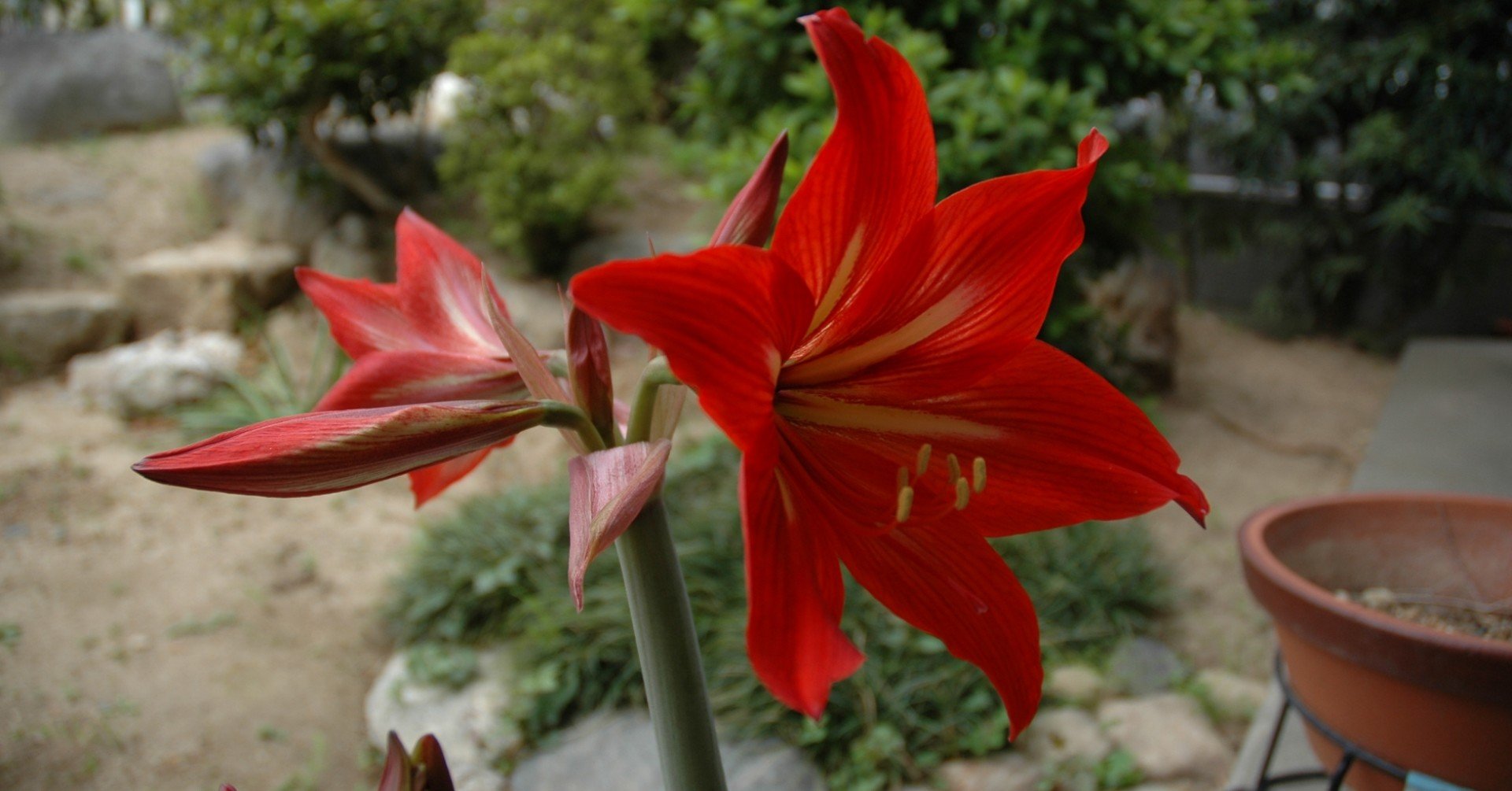 季語の花 3月 紫雲英 Note