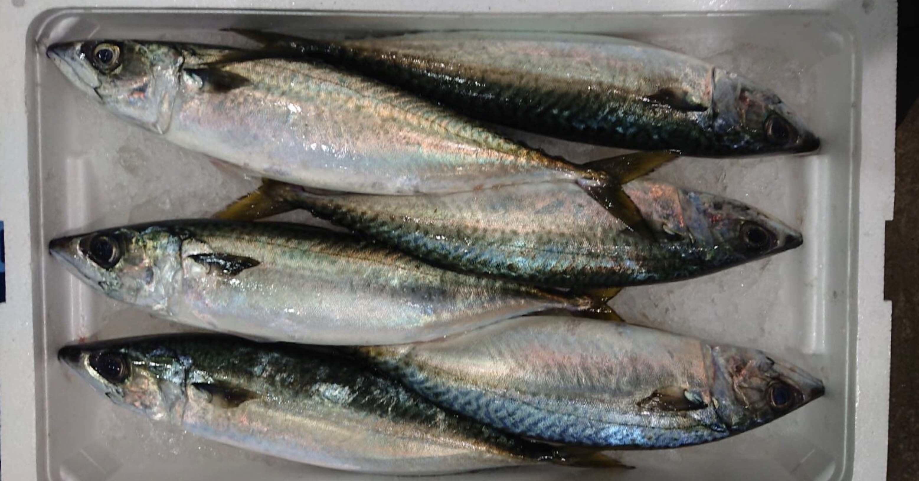 新潟 佐渡沖のサバ 鯖 とブランド鯖 鮮魚通販 魚が来る 魚が来る 明日 新潟から 鮮魚通販 Note 新潟 佐渡沖のサバ 鯖 とブランド鯖 鮮魚通販 魚が来る 魚が来る 明日 新潟から 鮮魚通販 Note