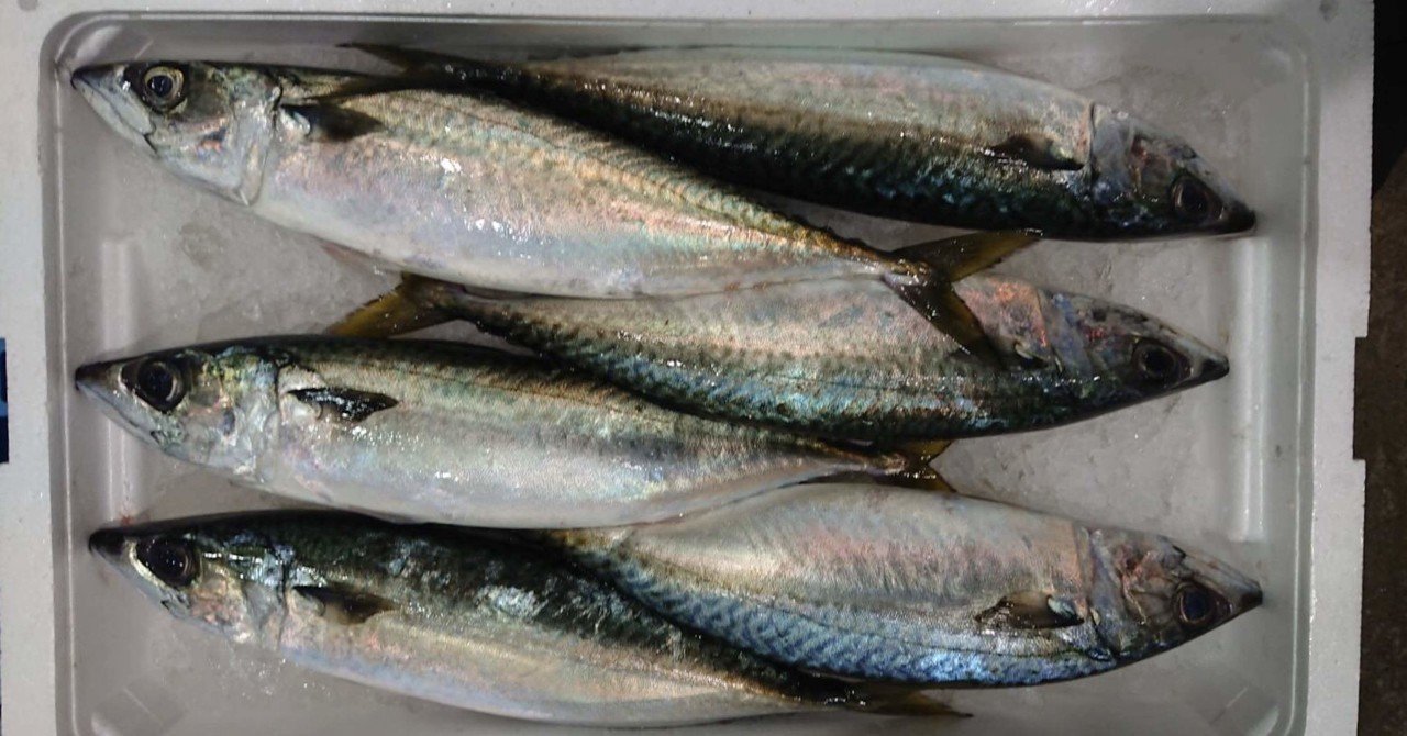 新潟 佐渡沖のサバ 鯖 とブランド鯖 鮮魚通販 魚が来る 魚が来る 明日 新潟から 鮮魚通販 Note