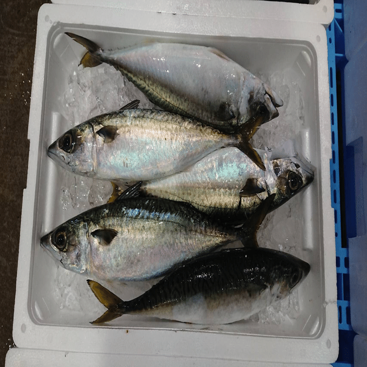 新潟 佐渡沖のサバ 鯖 とブランド鯖 鮮魚通販 魚が来る 魚が来る 明日 新潟から 鮮魚通販 Note