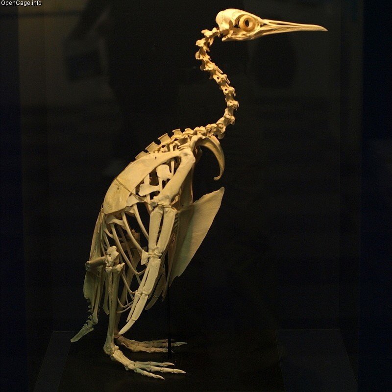 ペンギンの骨格