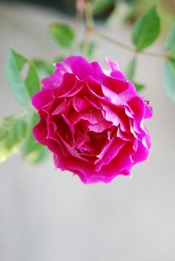 ここ数年、日本のバラが元気ですね。これは木村氏の作出したバラで、ブランドは『ロサ オリエンティス』。びっくりするくらい丈夫です。