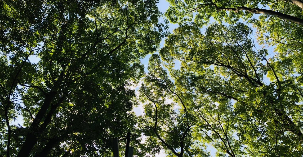 Goodwill Forest を創ります｜Goodwill Forest｜note